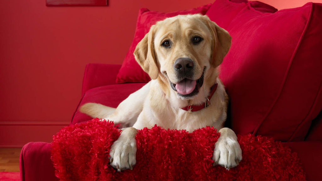 Pets Dogs Allowing Them To Relax Sit On The Couch