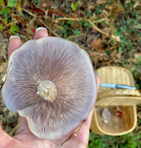Wild Mushroom Hunt