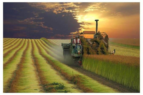 Flax harvesting in Belgium