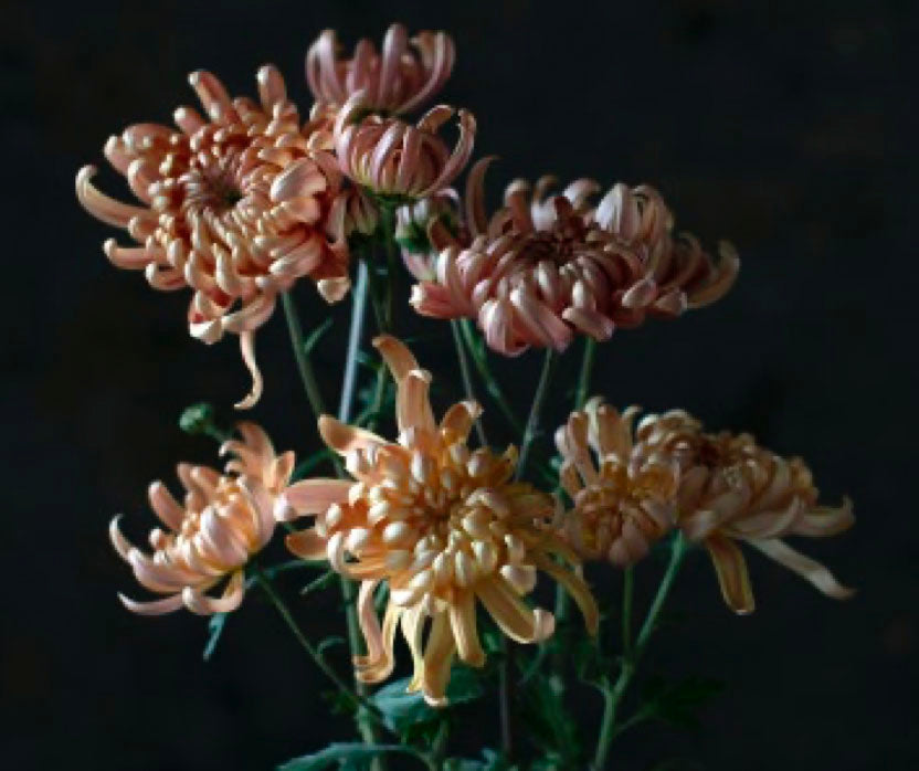 floret flowers 'river city' chrysanthemum