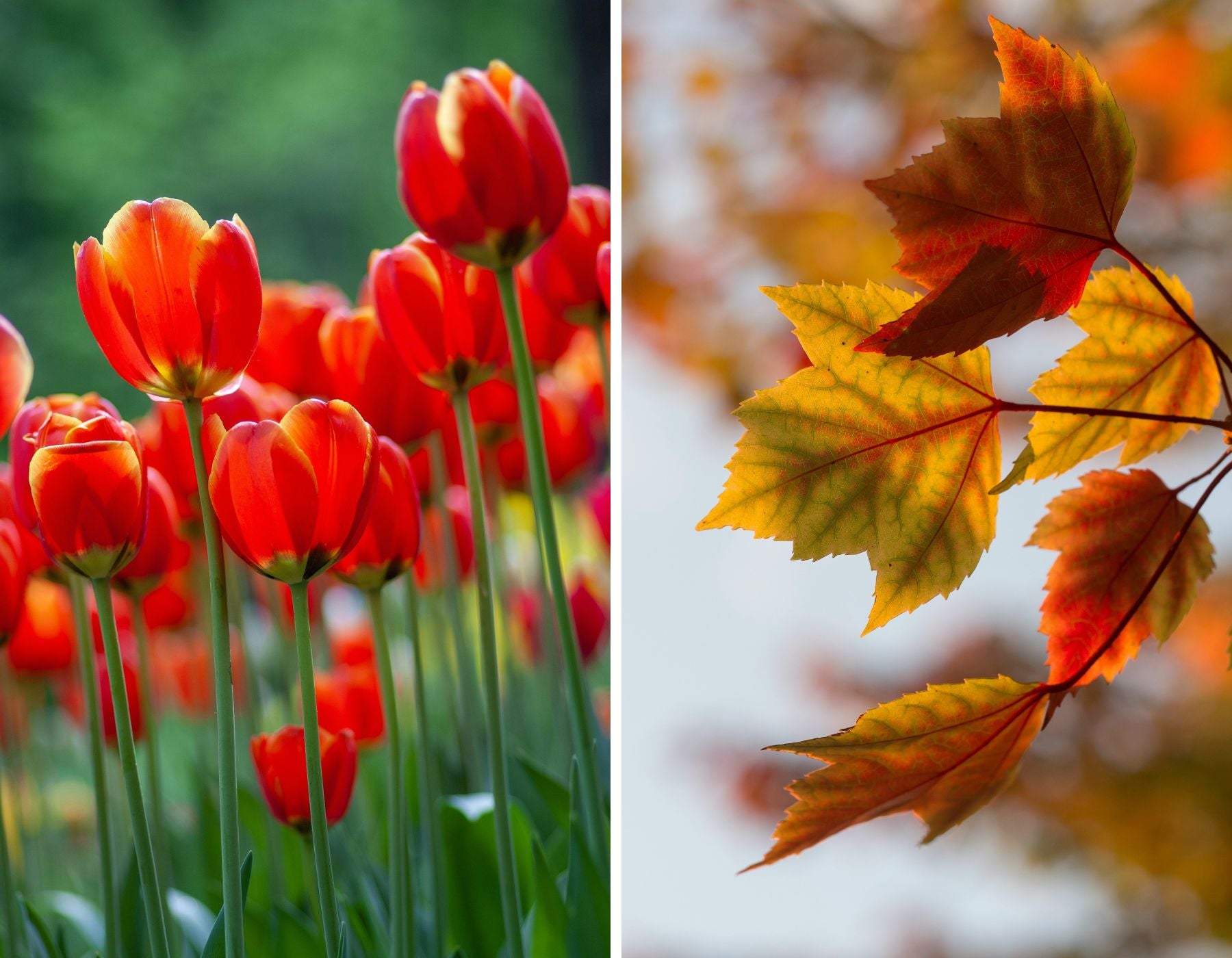 Spring tulips and fall leaves