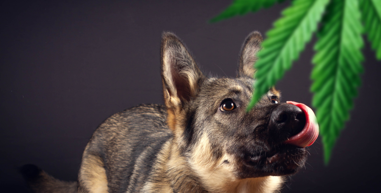 are thc edibles drug dogs trained to smell