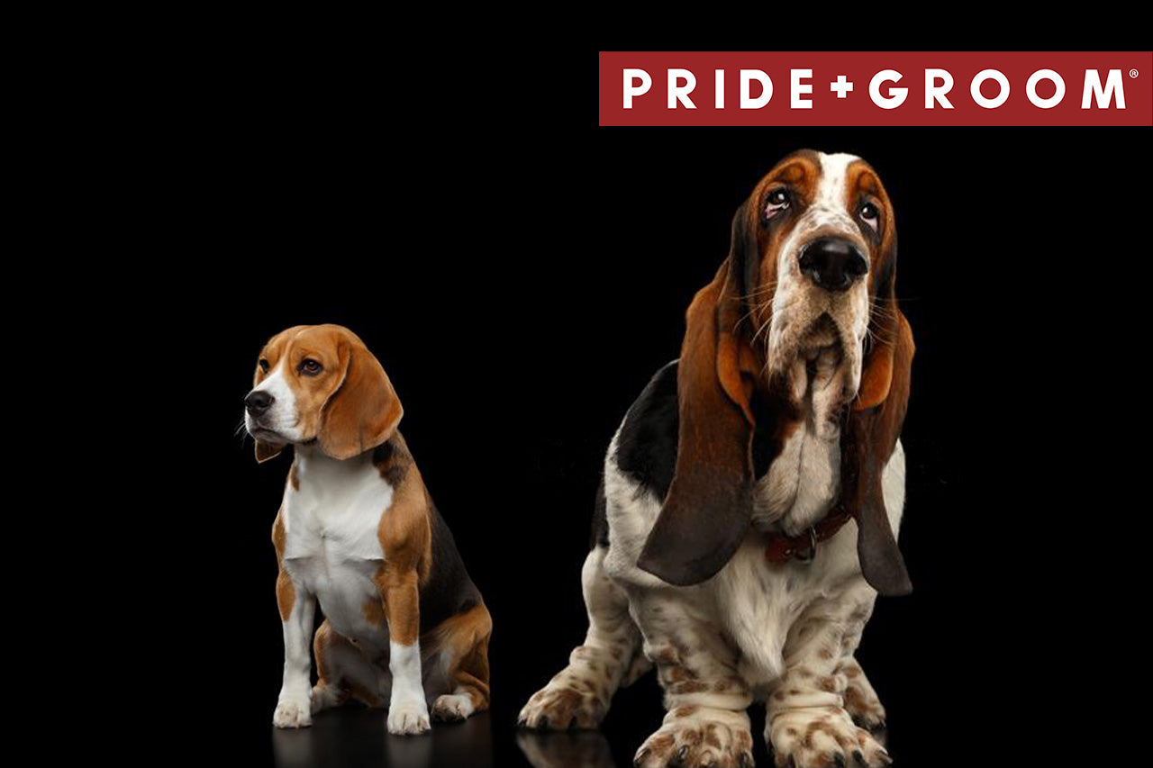 otte plasticitet Snazzy Beagle Bloodhound mix: breed characteristics & FAQ | Pride + Groom