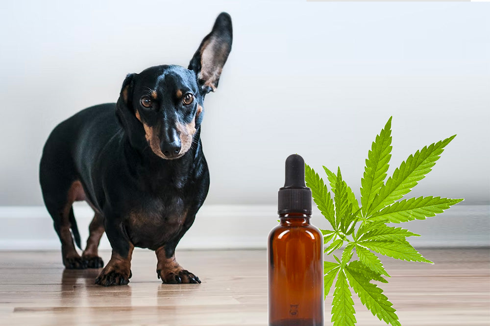 how many mg cbd for a 16 pound dog