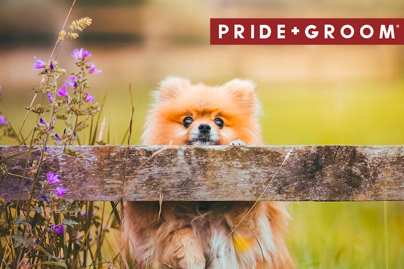 Top 10 Pomeranian Haircut Styles | Pride+Groom