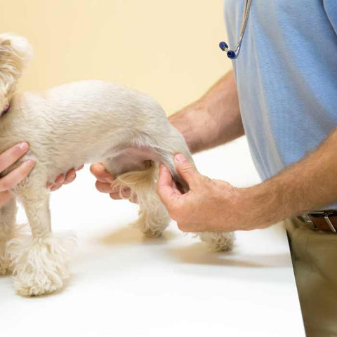 dog joint. dog at vets, supplements for dog joints, glucosamine