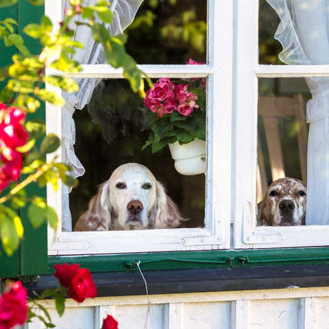 dog alone, for how long to leave dog at home alone