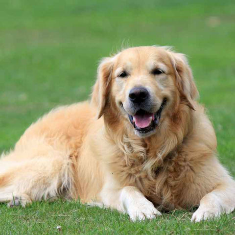 golden retriever, origin of doodles