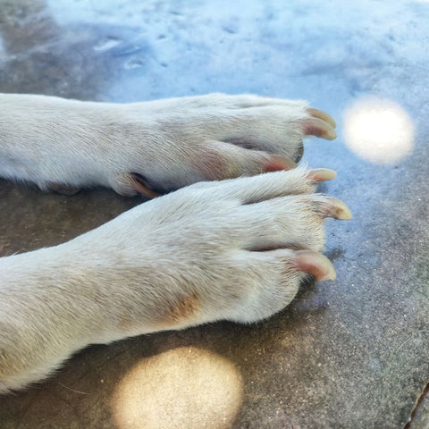 People Are Getting Matching Pedicures With Their Dogs, Because Is There a  Stronger Bond?