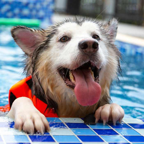 water intoxication for dog