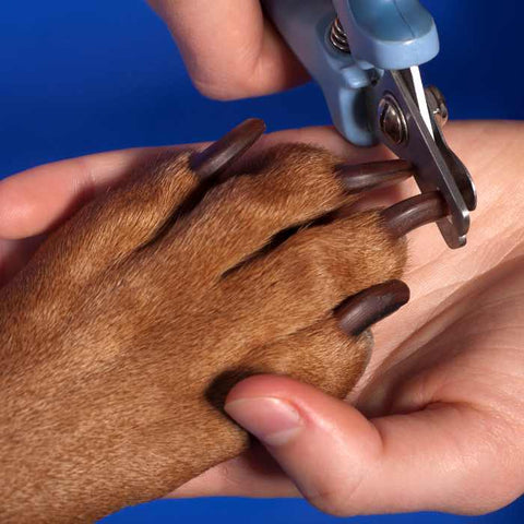 dog nails care