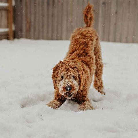 doodle dog, doodle coats