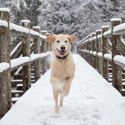 dog with snow