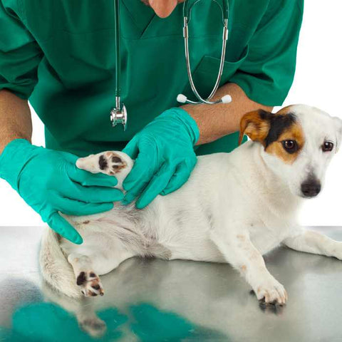 dog care, dog at vet