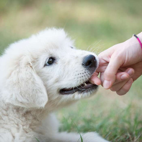 puppy biting, reasons for puppy bite