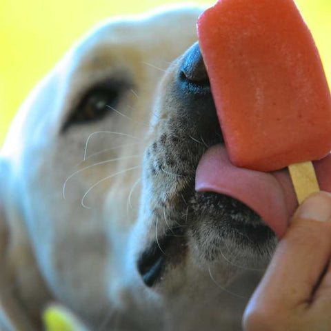 Popsicles for dog, dog eating popsicles