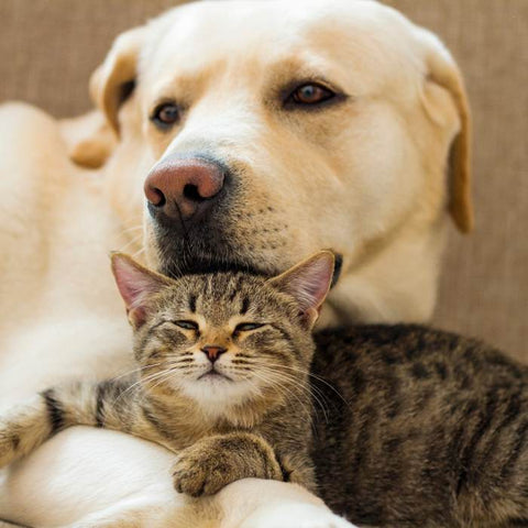 dog and cat relations