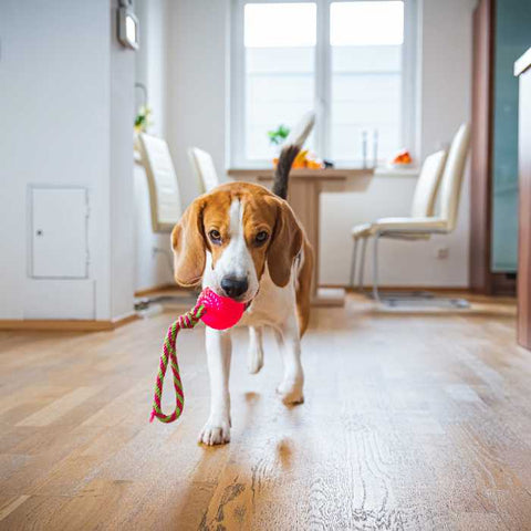 How to Keep Your Dog Entertained When You're Working From Home