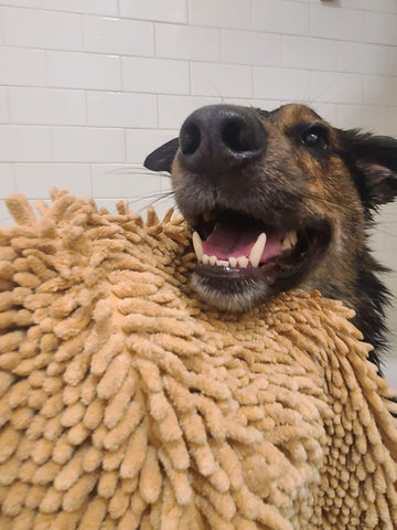 dog with towel