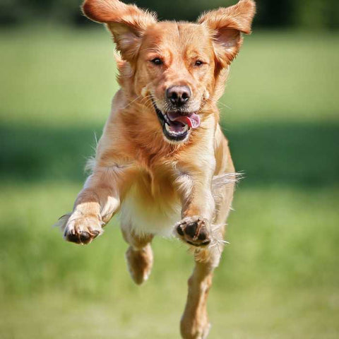 dog parks, dogs playing in park