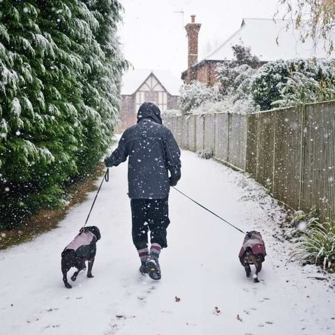 dog playing with snow