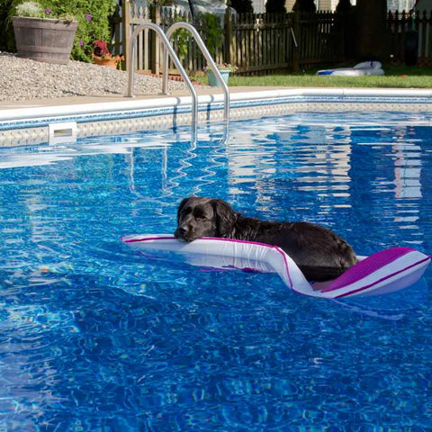 dog swimming, allergies for dog in swimming pool