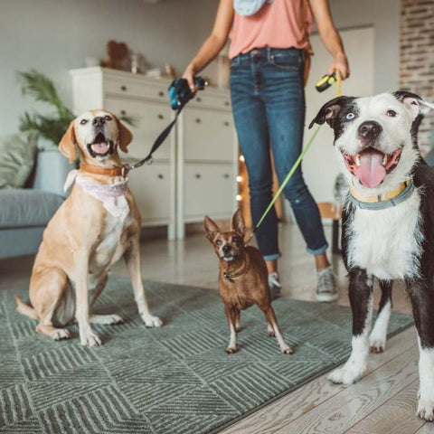 how to choose dog sitter