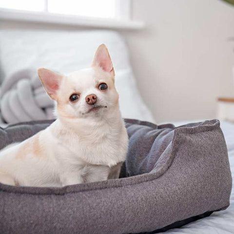 dog bed for puppy, puppy essentials