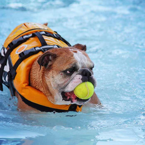 dog swimming