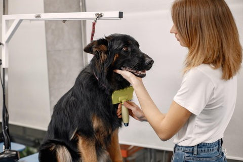 Grooming Dogs  during ticks and fleas