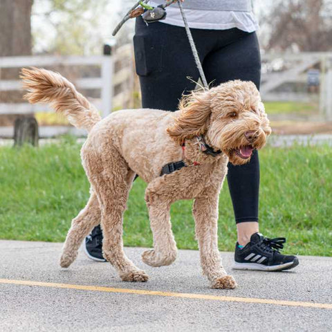 dog walk, dog walking with owner