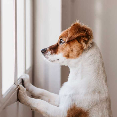 home dog, separation anxiety in dogs at home