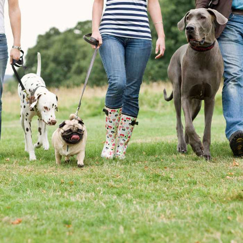 dog walking group