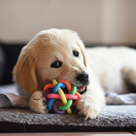 dog toys, puppy toys, what are the best toys for puppies