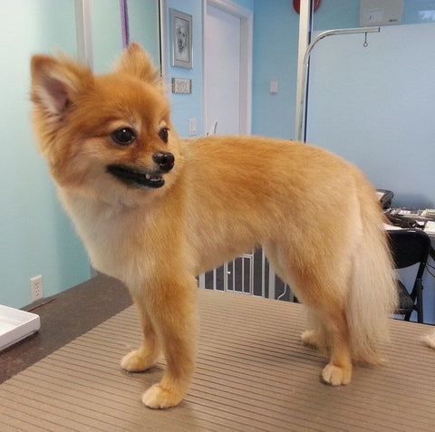 Top 10 Pomeranian Haircut Styles | Pride+Groom