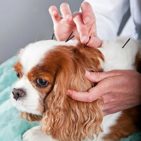 Acupuncture Process for Pets