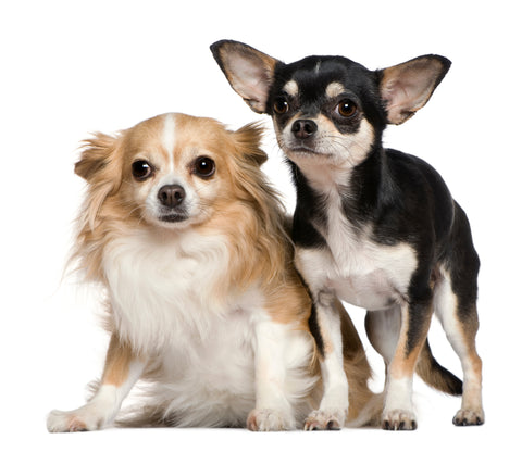 long-haired Chihuahua, short-coat Chihuahua, different types of Chihuahua, Chihuahua hair length, Chihuahua grooming