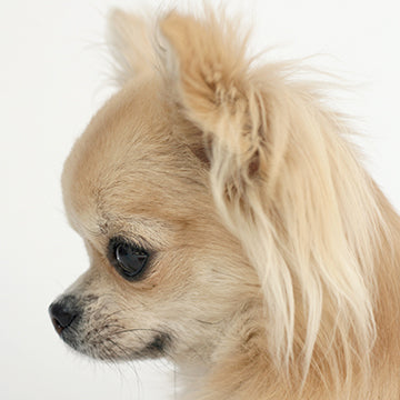 apple-head Chihuahua, Chihuahua head shapes, fawn shaped Chihuahua, pear-shaped Chihuahua, teacup Chihuahua,