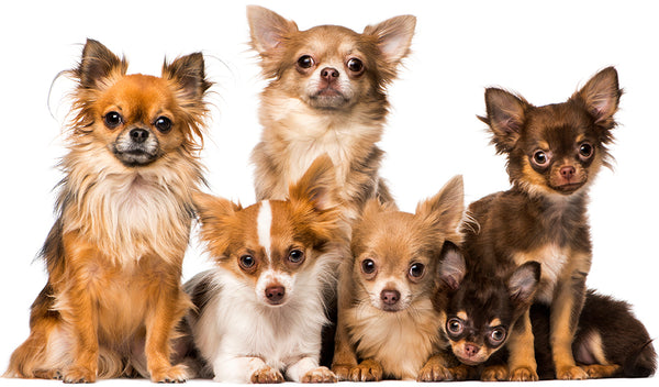 apple-head Chihuahua, Chihuahua head shapes, fawn shaped Chihuahua, pear-shaped Chihuahua, teacup Chihuahua, different types of chihuahua