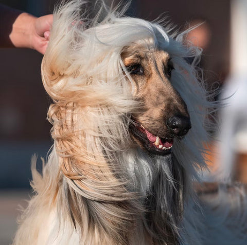 Afghan Hound, hardest dogs to train, most stubborn and independent dogs