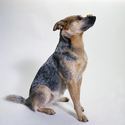 Australian Cattle Dog