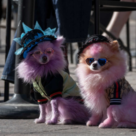 Barbie Costume for dogs