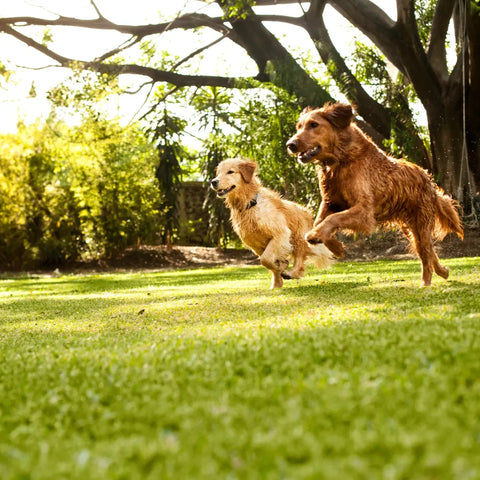 Be Friendly at Dog Park