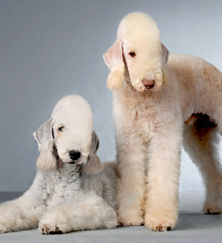 Bedlington Terrier, top non-shedding dogs, best non shedding dog breeds, hypoallergenic dog breeds