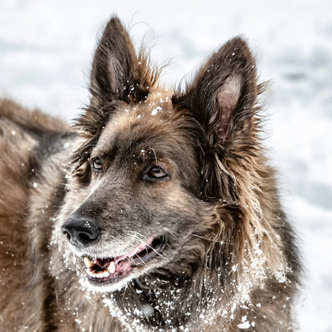 Belgian Shepherds