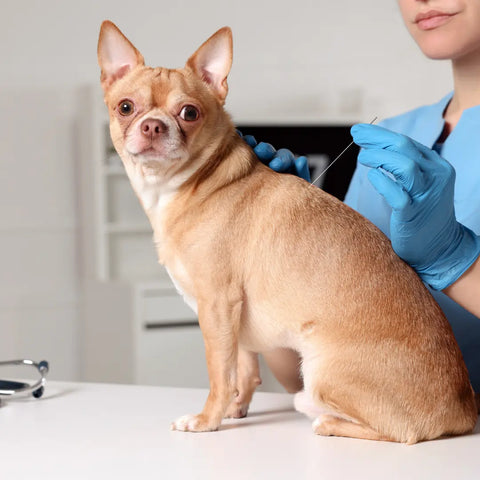 Benefits of Pet Acupuncture