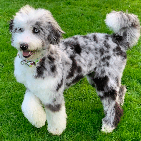 Bordoodle, Border Collie + Poodle