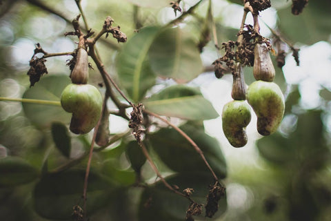 Cashews nuts for dogs