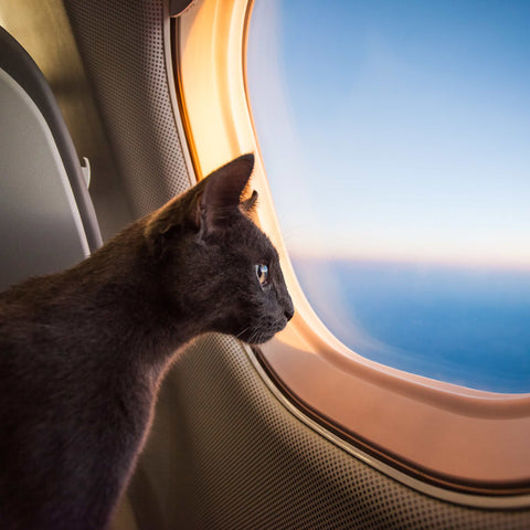 Cat Travel by Plane