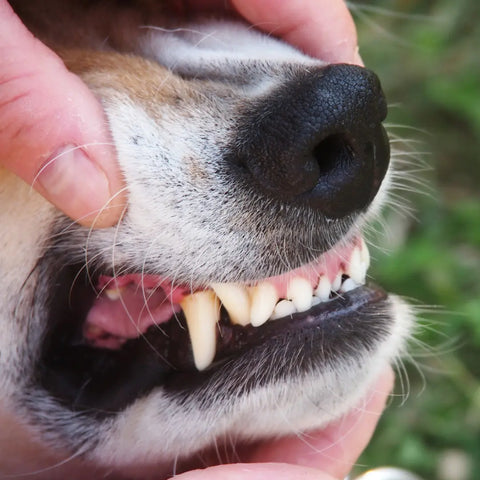 Causes of Oral Disease and Gum Disease in Dogs